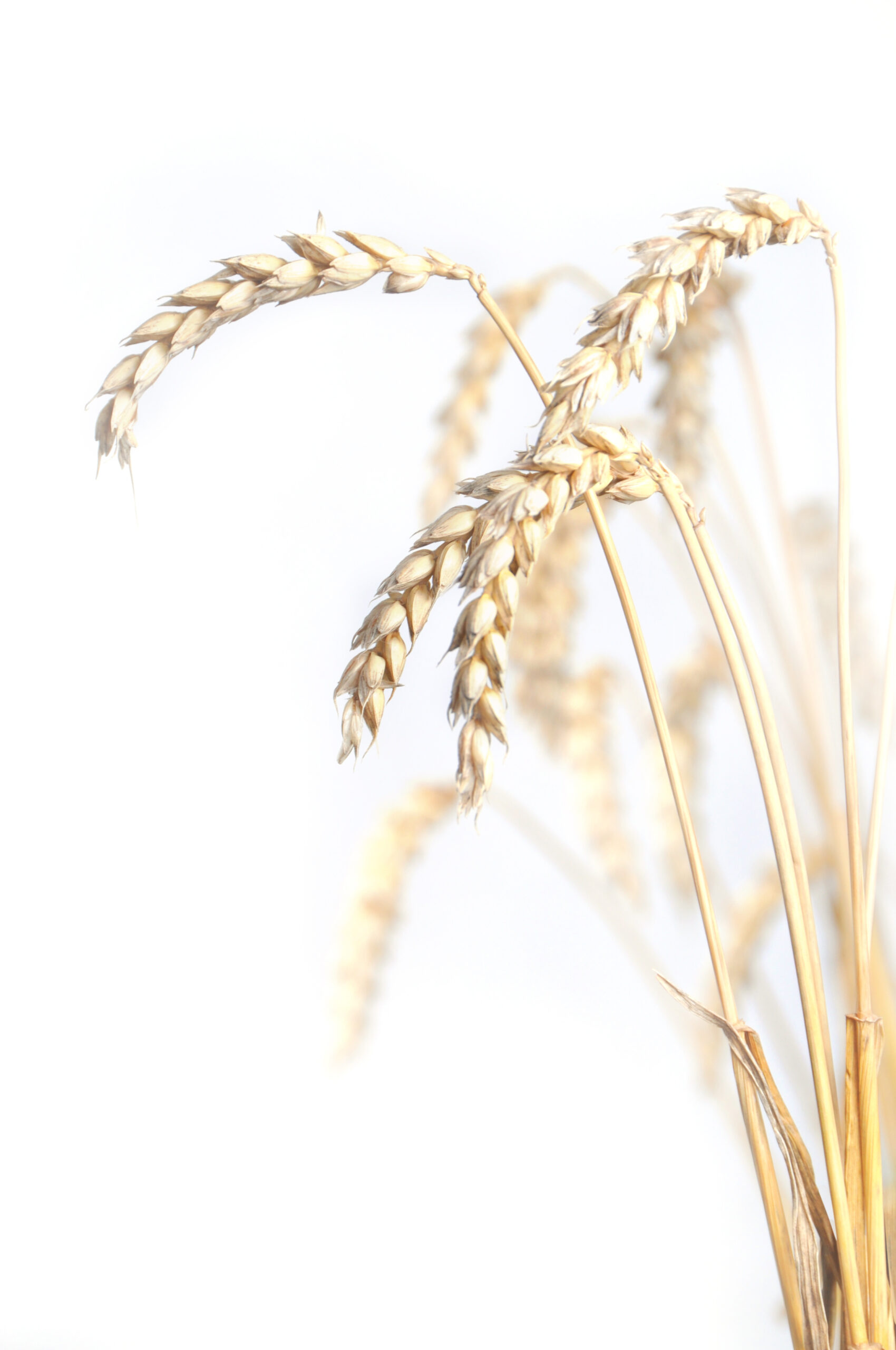 Wheat isolated on white background